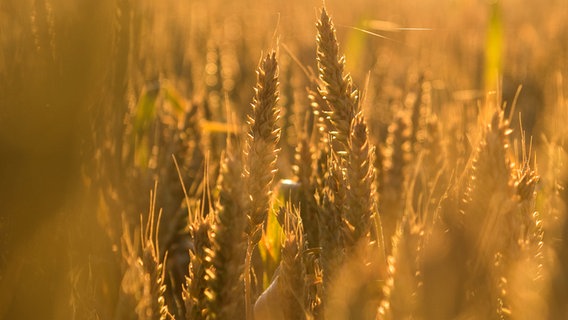 Weizenähren stehen auf einem Feld. © picture alliance/dpa | Daniel Bockwoldt Foto: Daniel Bockwoldt
