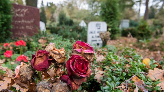 Verwelkte Rosen und Grabsteine stehen auf dem muslimischen Gräberfeld auf dem Friedhof Stöcken in Hannover. © picture alliance / dpa Foto: Hauke-Christian Dittrich