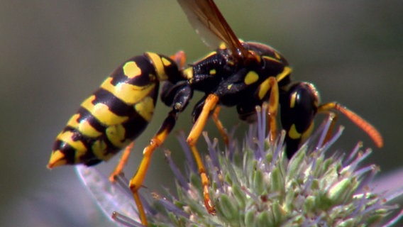 Eine Wespe auf einer Blüte. © NDR 