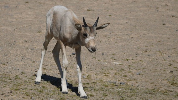 Eine junge Addax-Antilope erkundet das Gehege im Zoo Hannover. © Zoo Hannover gGmbH 