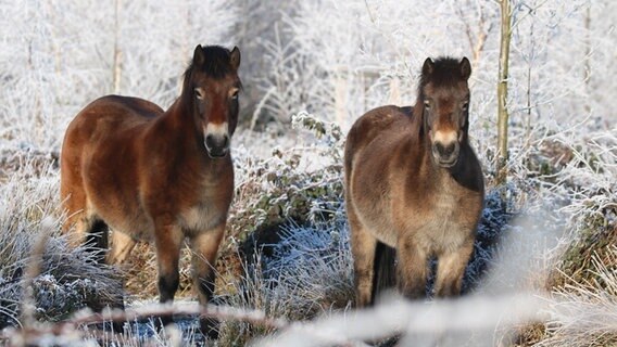 In einem mit Raureif überzogenen Waldstück stehen zwei braune Ponys mit dichtem Winterfell. © Niedersächsische Landesforsten Foto: Heiko Brede