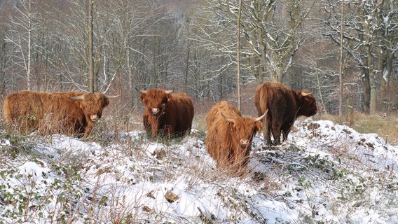 In einem Waldstück stehen vier schottische Hochlandrinder © Niedersächsische Landesforsten Foto: Heiko Brede