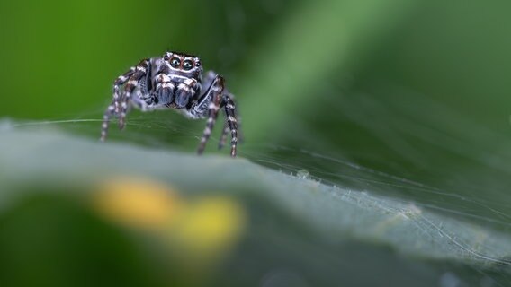 Eine Fotografie von Jan Hoelzel einer Spinne. © Fotografie & Kommunikation e.V. Foto: Jan Hoelzel