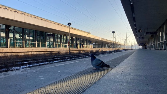 Eine Taube sitzt während des Bahnstreiks am menschenleeren Bahnsteig. © NDR Foto: Sven Glagow