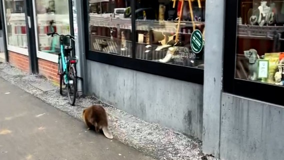 Ein Biber macht einen Spaziergang durch die Innenstadt Hannovers. © Robin Ringe Foto: Robin Ringe