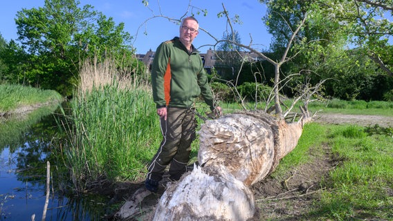 Landwirt Hans-Heinrich Schnehage steht neben einem von Biber gefällten Baum in der Region Hannover. Schnehage schaut in die Kamera und trägt Arbeitskleidung. © picture alliance/dpa Foto: Julian Stratenschulte