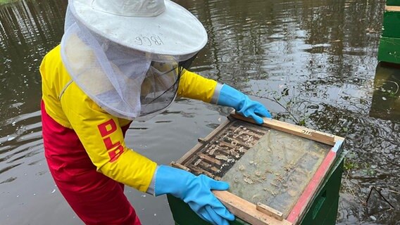 Eine Mitarbeiterin des DLRG bringt einen zusätzlichen Rahmen auf einem Bienenstock an. © NDR Foto: Anja Datan-Grajewski