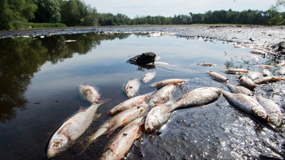Burgwedel: Tote Fische liegen im teilweise ausgetrockneten Würmsee in der Region Hannover. (Archivbild) © dpa-Bildfunk Foto: Julian Stratenschule