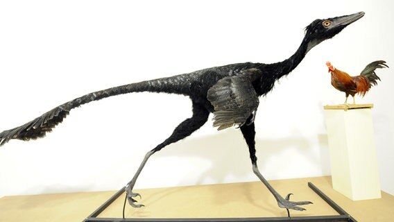 Ein lebensechtes Modell eines Raptoren aus der Familie der Troodontidae im Landesmuseum Hannover. © dpa/picture alliance Foto: Holger Hollemann