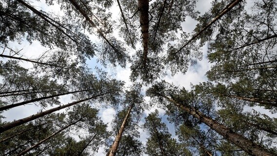 In einem Wald bei Engehausen sind hohe Douglasien-Bäume zu sehen. © dpa - Bildfunk Foto: Holger Hollemann