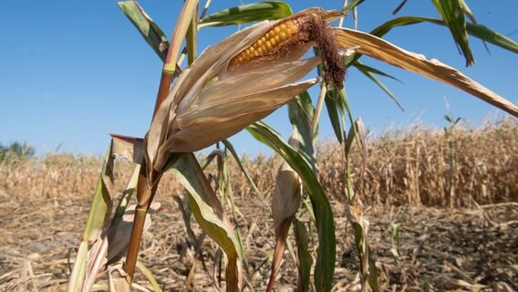 Mais wächst auf einem von Trockenheit stark beschädigten Feld. © dpa-Bildfunk Foto: Julian Stratenschulte