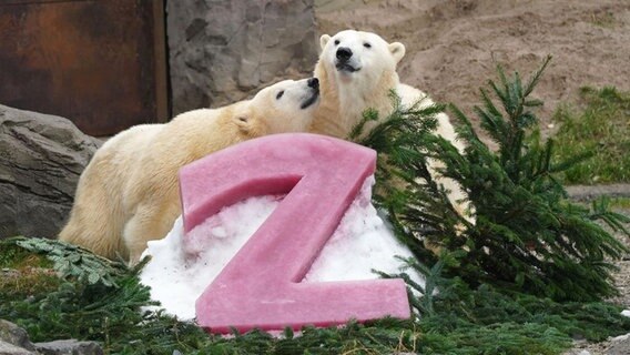 Die beiden Eisbärinnen Nana und Milana mit Geburtstags-Eis im Zoo Hannover. © Zoo Hannover 