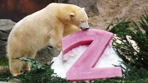 Die Eisbärin Nana schnuppert an ihrem Heidelbeer-Eis. © Zoo Hannover 