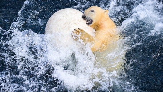 Eisbärin Nana spielt im Zoo Hannover im Wasser mit einer großen Kugel. © dpa-Bildfunk Foto: Julian Stratenschulte