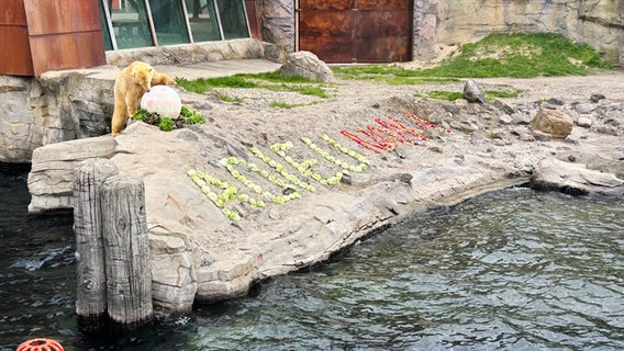 Eisbärin Nana steht im Zoo Hannover neben dem aus Salatköpfen gebauten Schriftzug  "Adieu Nana". © NDR Foto: Marlene Obst