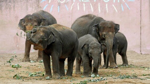 Fünf Elefanten im Zoo Hannover. © dpa-Bildfunk Foto: Holger Hollemann