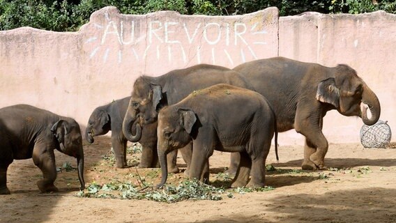Füf Elefanten des Zoos Hannover. © dpa-Bildfunk Foto: Holger Hollemann
