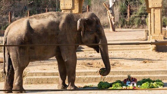 Die Elefantenkuh Indra isst Gemüse zu ihrem 50. Geburtstag im Zoo Hannover. © Marco Rauch/dpa Foto: Marco Rauch