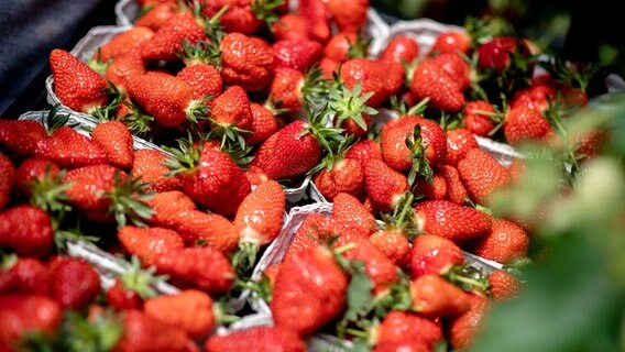 Erdbeeren liegen in Pappschalen bereit. © dpa-Bildfunk Foto: Hauke-Christian Dittrich