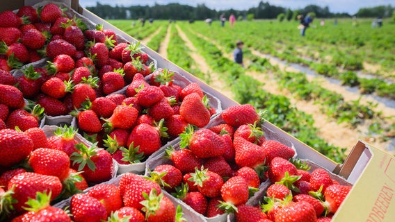 Erdbeeren liegen in einem Korb auf einem Feld. © picture alliance/Julian Stratenschulte/dpa Foto: Julian Stratenschulte