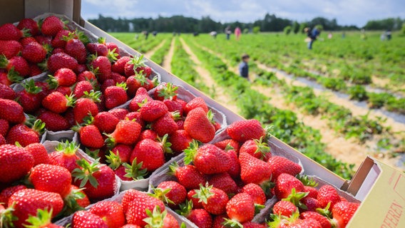 Schalen mit Erdbeeren stehen auf einem Erdbeerfeld. © dpa-Bildfunk Foto: Julian Stratenschulte