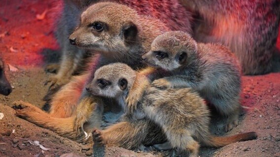 Eine Erdmännchen-Familie sitzt in einem künstlichen Erdbau im Zoo Hannover. © Zoo Hannover gGmbH 