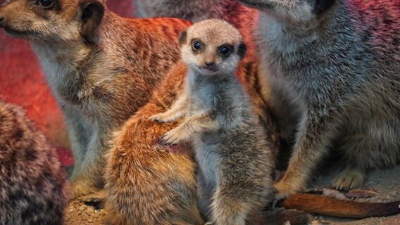 Eine Erdmännchen-Familie sitzt in einem künstlichen Erdbau im Zoo Hannover. © Zoo Hannover gGmbH 