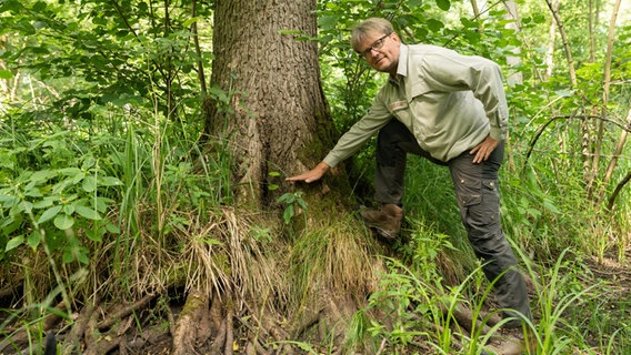 Förster Andreas Böttcher zeigt, wie hoch der Wasserstand üblicherweise in dem Wald ist. © Niedersächsische Landesforsten 