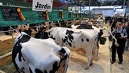 Ein Mitarbeiter eines Ausstellungsstands hält einen Eimer unter eine Kuh. © dpa-Bildfunk Foto: Jochen Lübke