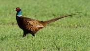 Ein Fasan hockt auf einem Feld bei Sehnde. © dpa - Bildfunk Foto: Julian Stratenschulte