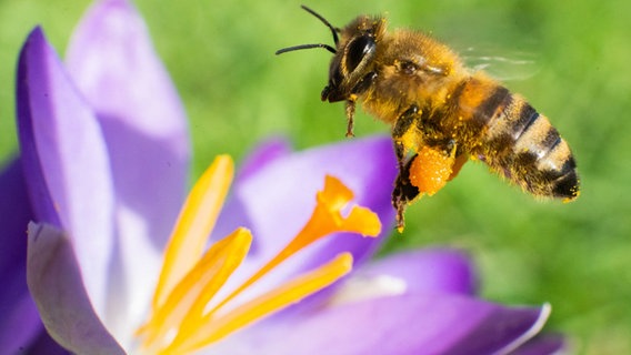 Eine Biene fliegt im Berggarten an den Herrenhäuser Gärten auf einen Krokus. © picture alliance/dpa Foto: Julian Stratenschulte
