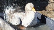 Eine Gans badet in einer Wanne. © Online NDR.de Foto: Marie Marzahn