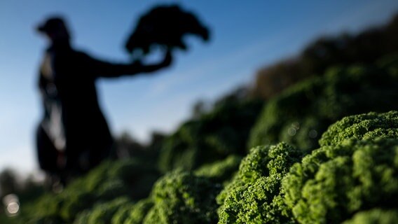 Hinrich Eyting erntet Grünkohl-Pflanzen auf der Plantage des landwirtschaftlichen Betrieb Wegener. © dpa-Bildfunk Foto: Peter Steffen/dpa