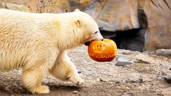 Ein Eisbär hält einen Kürbis zwischen den Zähnen. © dpa-Bildfunk Foto: Moritz Frankenberg