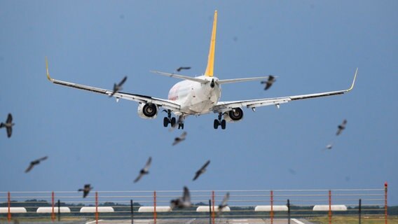 Ein Flugzeug landet hinter einem Vogelschwarm in deutlicher Schräglage während stärkerer Sturmböen am Flughafen Hannover. © dpa-Bildfunk Foto: Julian Stratenschulte
