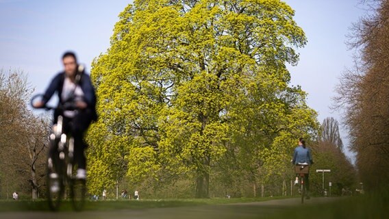 Hannover: Fahrradfahrer fahren bei sonnigem Wetter an einem blühenden Baum im Georgengarten vorbei. © dpa-Bildfunk Foto: Moritz Frankenberg