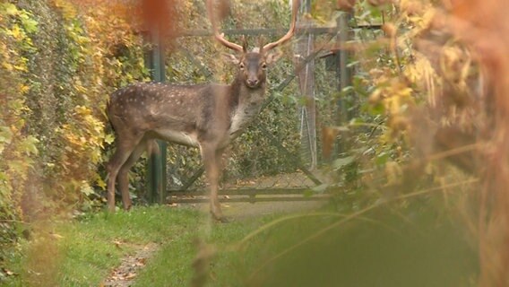 Ein Dammhirsch steht in einer Gartenkolonie in Hannover. © TelenewsNetwork 