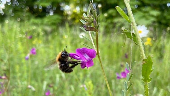 EIne Hummel fliegt auf einer Wiese. © NDR Foto: Tanja Nienhoff