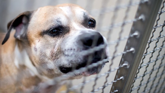 Der Staffordshire-Terrier-Mischling "Chico" steht in einem Gehege im Tierheim Hannover. © dpa-Bildfunk Foto: Hauke-Christian Dittrich