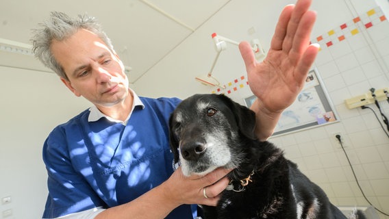 Holger Volk behandelt einen Hund. © picture alliance/dpa | Julian Stratenschulte Foto: picture alliance/dpa | Julian Stratenschulte