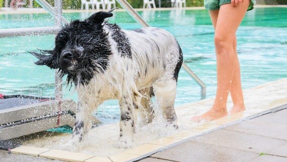 Ein Hund springt in ein Schwimmbad. © dpa/Julian Stratenschulte Foto: Julian Stratenschulte