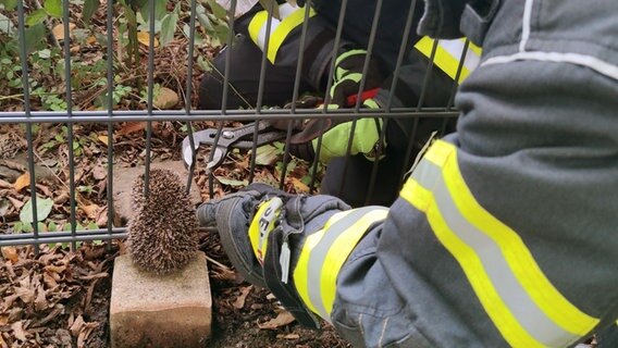 Die Feuerwehr Celle befreit einen Igel, der in Flootlock in einem Zaun feststeckt. © Feuerwehr Celle 