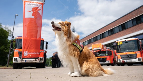 Rettungshund Timmy sitzt bei der Messe Interschutz 2022 vor Feuerwehrautos. © Deutsche Messe 