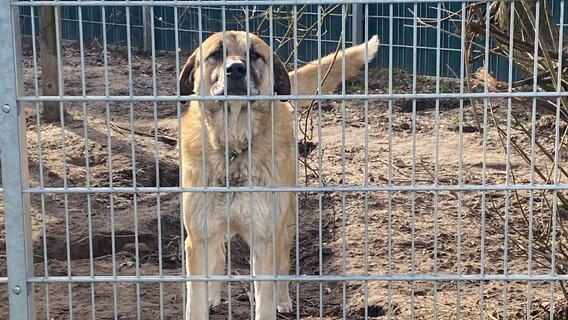 Aus den anatolischen Bergen ins dichtbesiedelte Niedersachsen – die riesigen Kangals sind nur für wenige Hundehalter die richtige Wahl.
Rüde "Jogi" ist schon seit 2016 im Tierheim Hannover. © Anja Schlegel Foto: Anja Schlegel