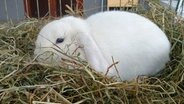 Ein Zwergwidder-Kaninchen sitzt in einem Käfig. © NDR Foto: Sören Oelrich