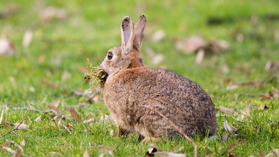 Ein Kaninchen hockt mit vollem Maul auf einer Wiese in Hannover. © picture alliance/dpa Foto: Julian Stratenschulte