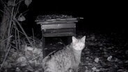 Das Bild zeigt eine Nachtaufnahme einer vermeintlichen Wildkatze in Hannover. © TeleNewsNetwork 