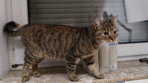 Eine Katze steht auf einem Fensterbrett. © Polizeiinspektion Garbsen 