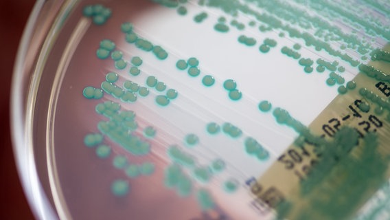 Eine Petrischale mit MRSA-Keimen (Methicillin-resistenten Staphylococcus aureus), aufgenommen im Universitätsklinikum Regensburg. © dpa-Bildfunk Foto: Armin Weigel