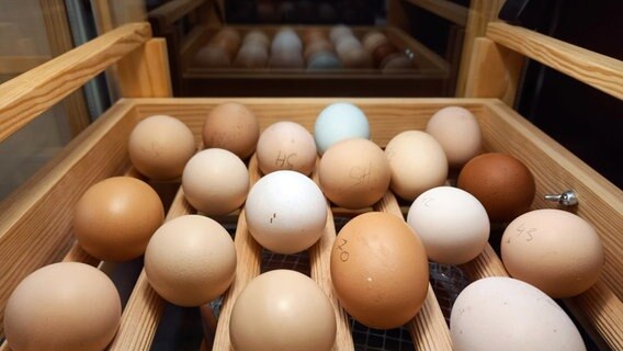 Eier liegen in einer Brut-Station. © Staatliches Naturhistorisches Museum 